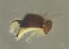 Fannia atripes